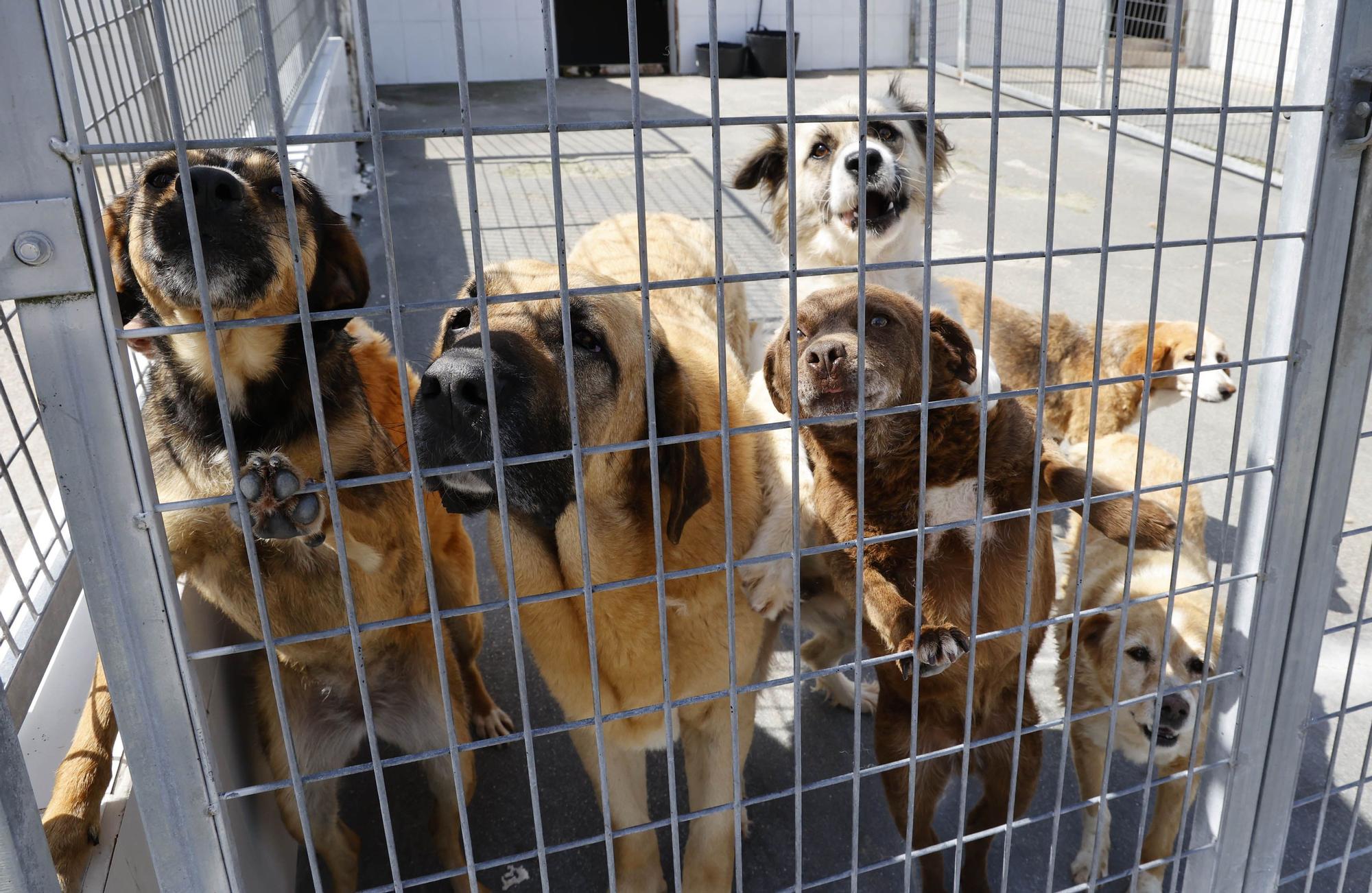 La llegada del verano dispara los abandonos de perros y gatos