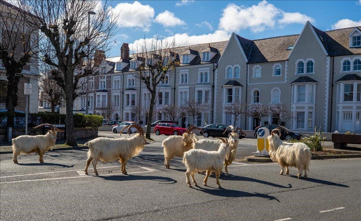 Las cabras toman las calles vacías de Llandudno, en Gales.