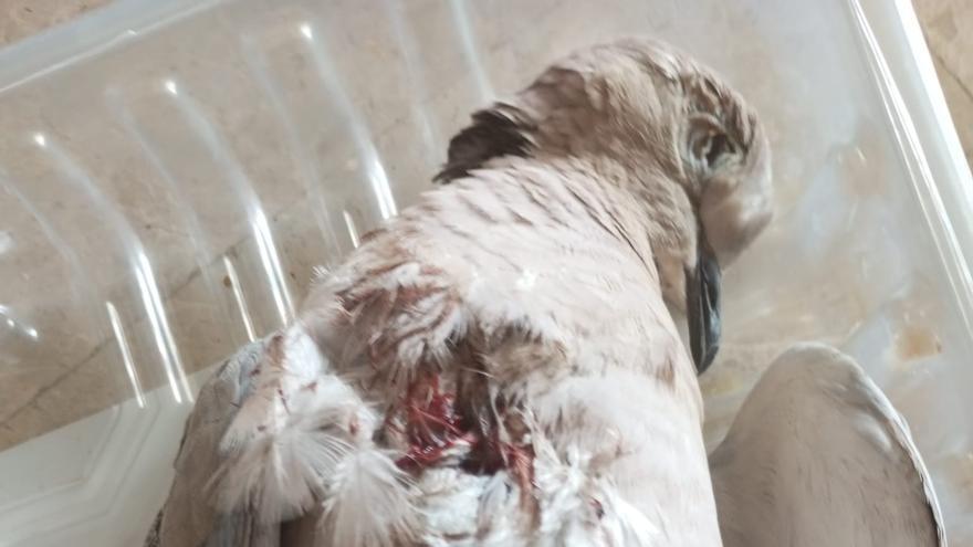 Disparan y matan a varias palomas en Massanassa
