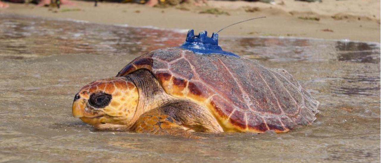 La tortuga ‘Pandora’, el día que fue devuelta al mar en Las Canteras con un dispositivo de localización de la ULPGC.