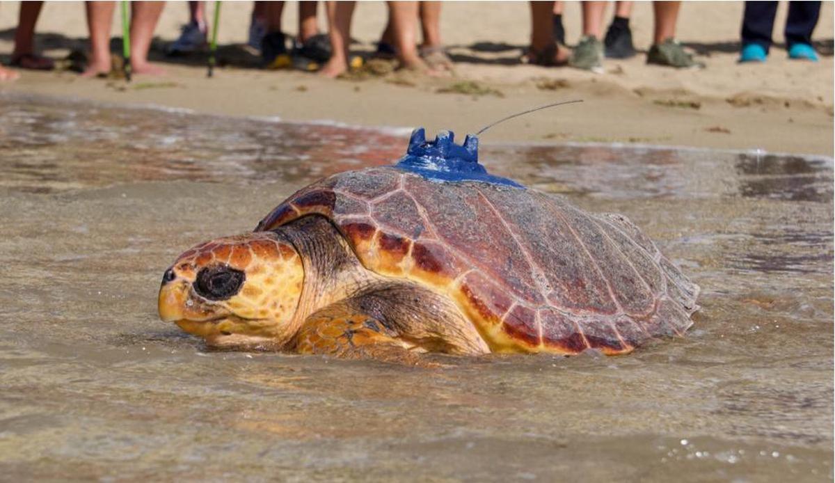 La tortuga ‘Pandora’, el día que fue devuelta al mar en Las Canteras con un dispositivo de localización de la ULPGC.