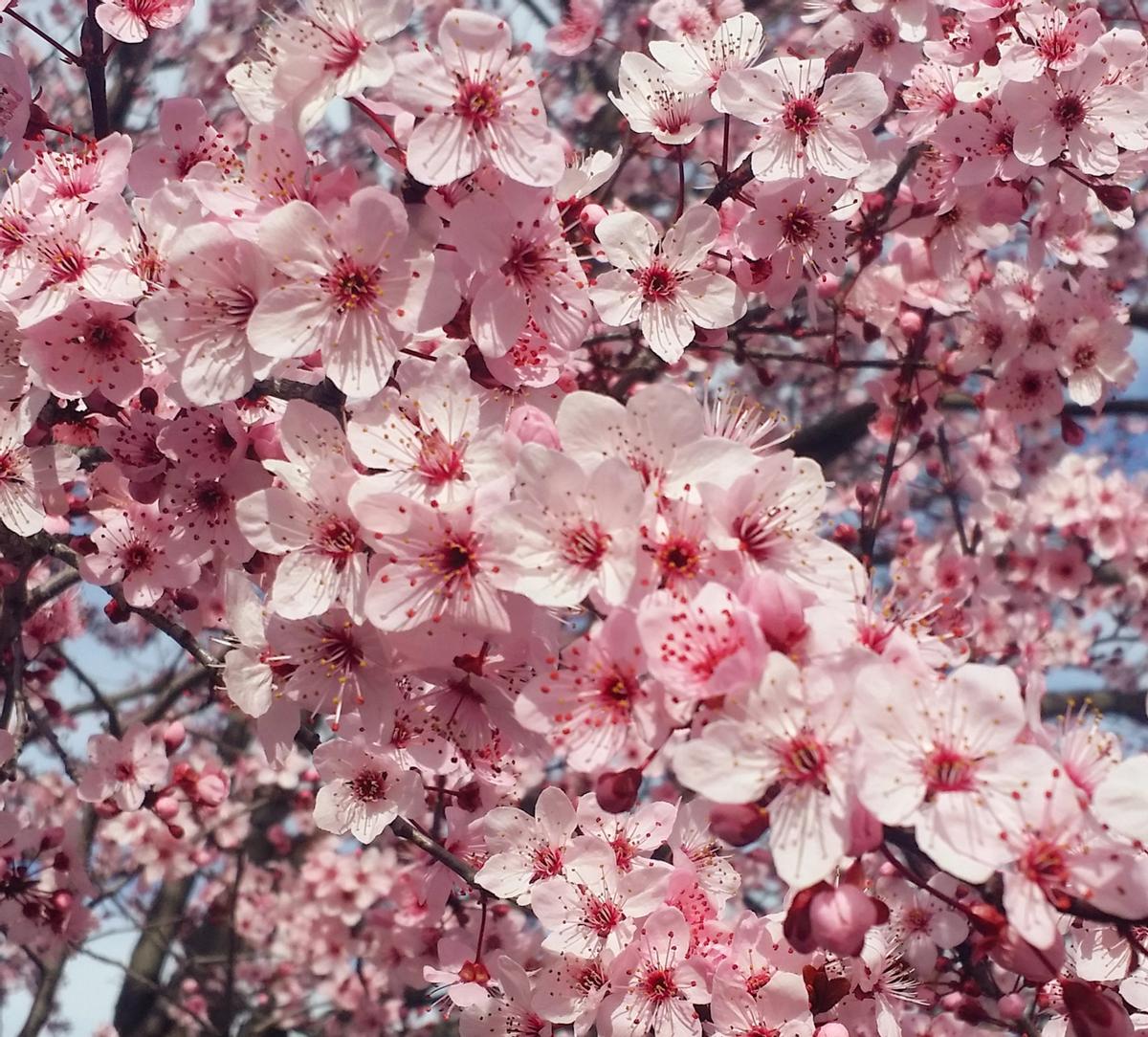 Ametllers-Prunus, tons rosats Ametllers-Prunus, tons rosats