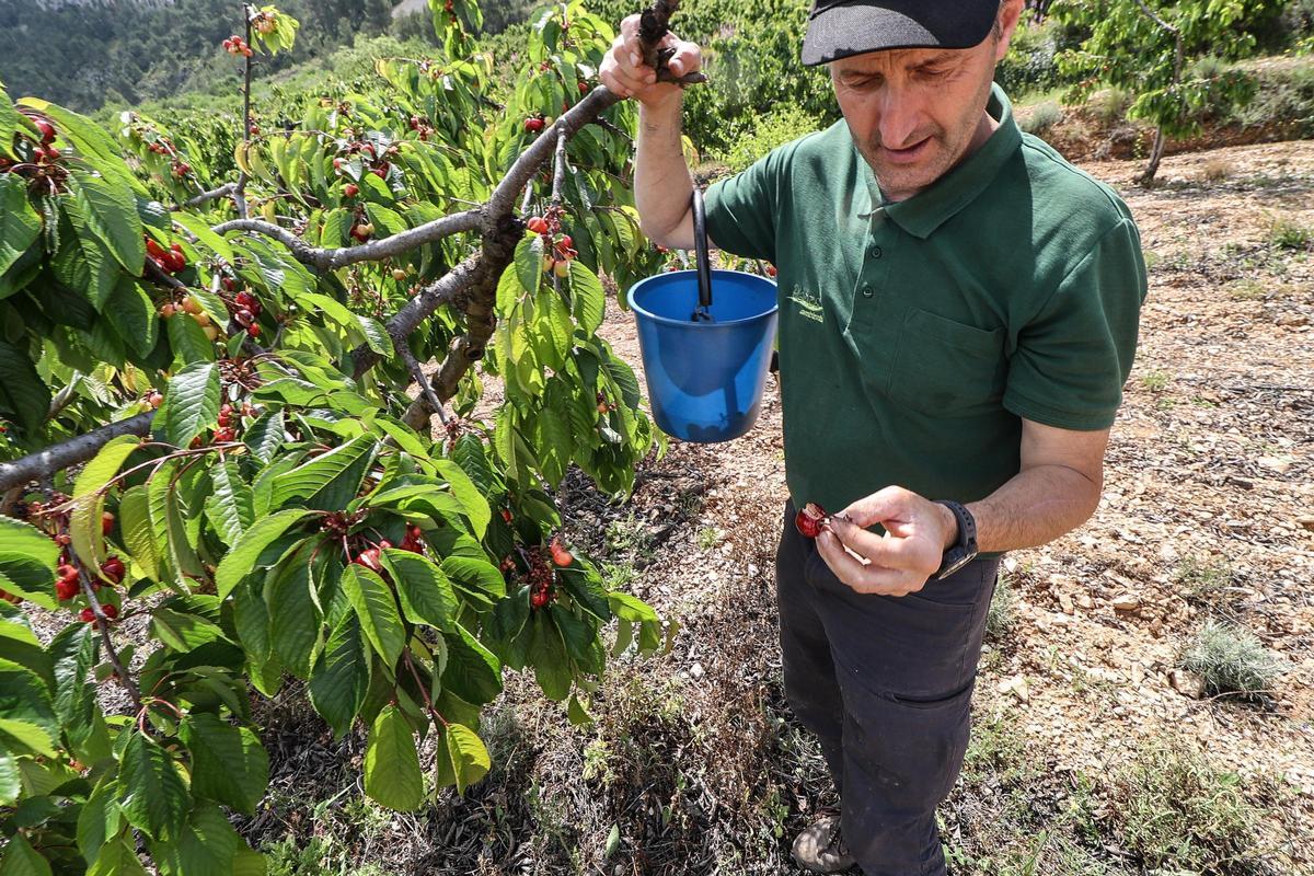 Hilario Calabuig contemplando los daños en su finca.