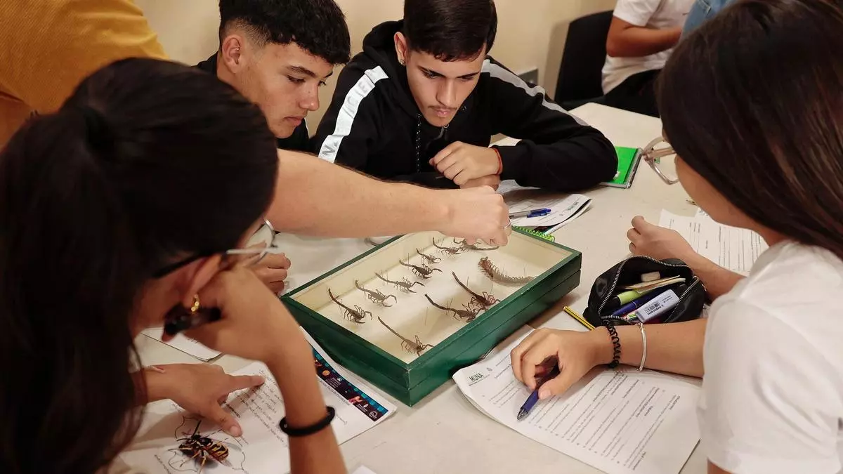 Canarias, un paraíso de la biodiversidad: "Es muy probable que de cada diez insectos observados, ocho sean endémicos"