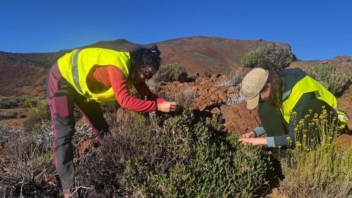 Dos investigadoras del proyecto Rebeca realizan trabajo de campo en el Teide