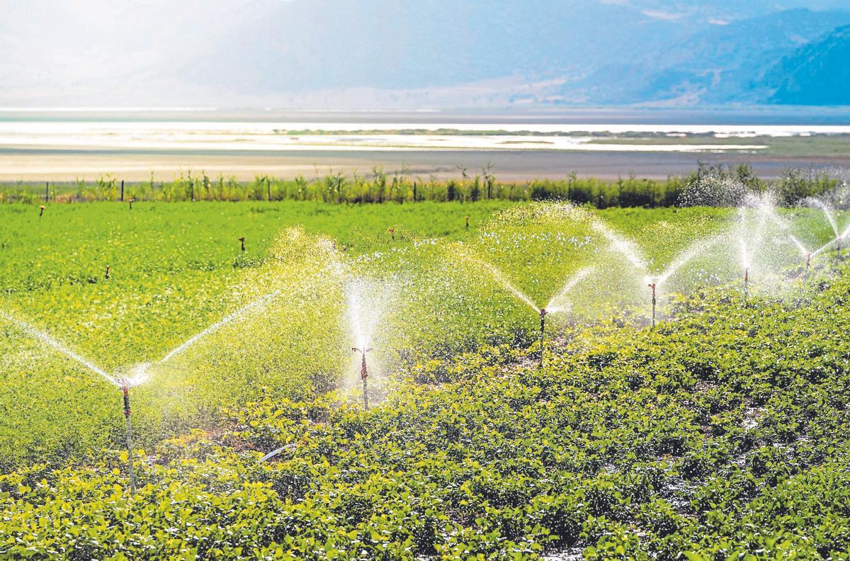 Cultiu de regadiu, que requereix gran quantitat d’aigua
