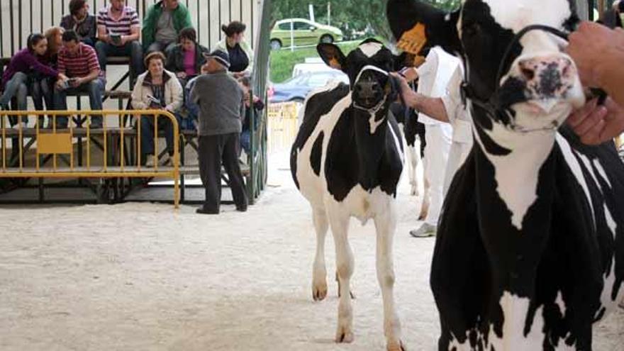 Desfile de terneras en la pista de Feiradeza, ayer por la tarde.  // Bernabé/Cris M.V.