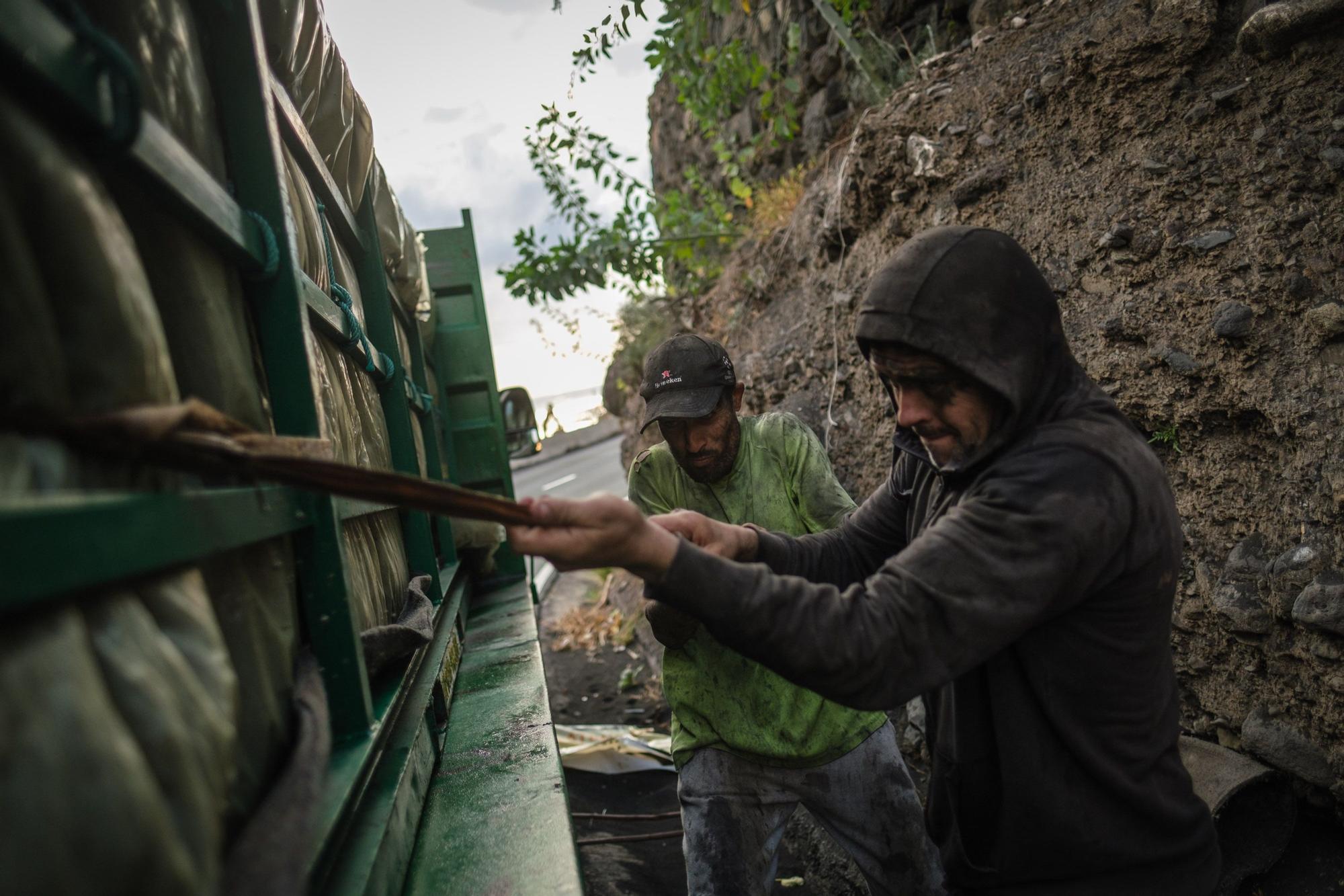 Corte, transporte y empaquetado de plátanos en La Palma