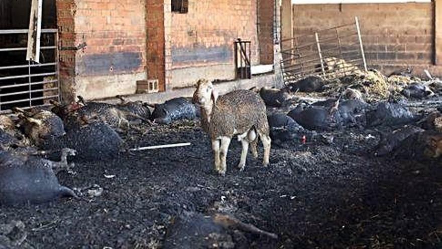 Una ovella supervivent enmig d&#039;un ramat cremat