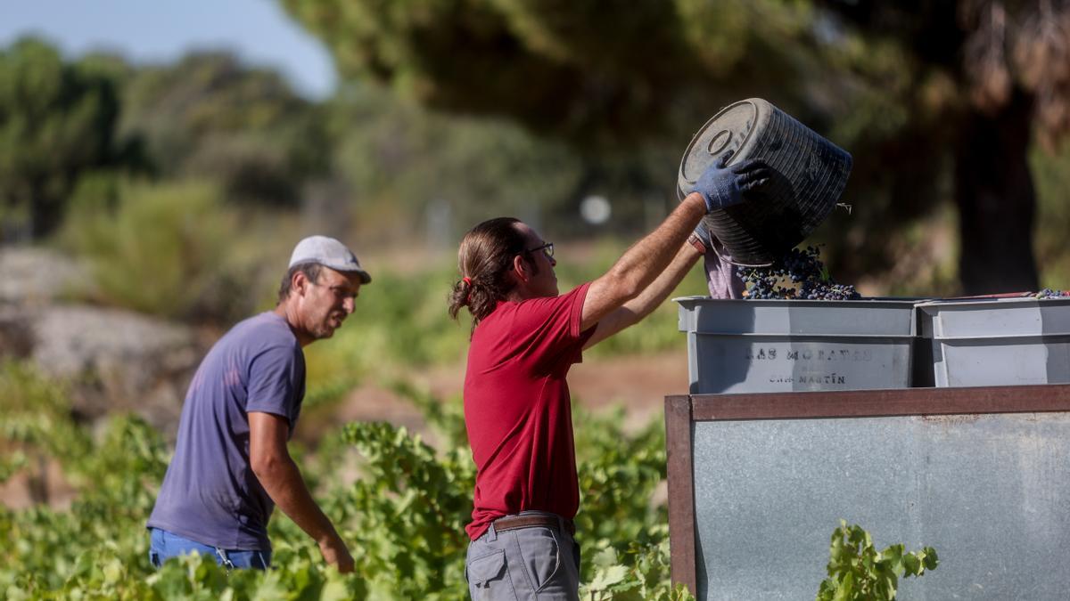 Dos trabajadores recogen uvas en el campo