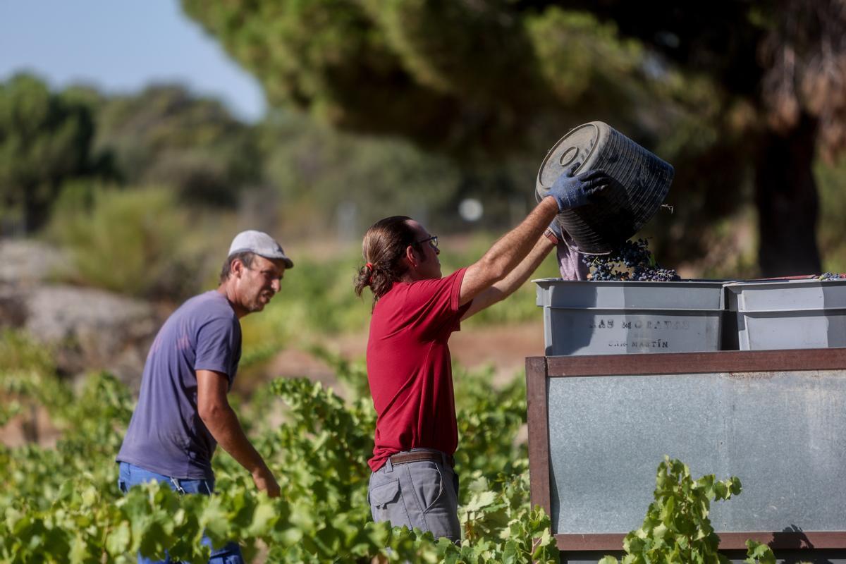 Dos trabajadores recogen uvas en el campo