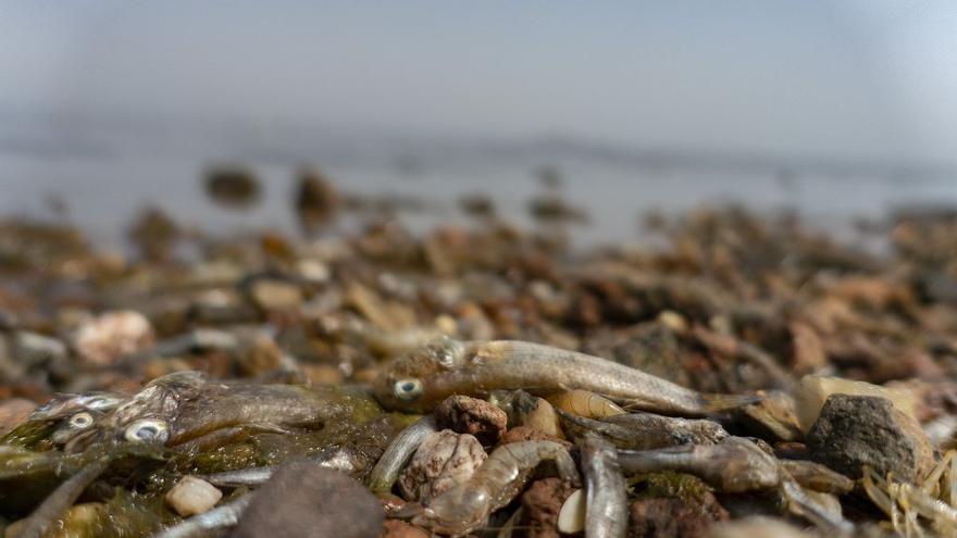 Cierran varias playas del Mar Menor tras la aparición de más peces muertos