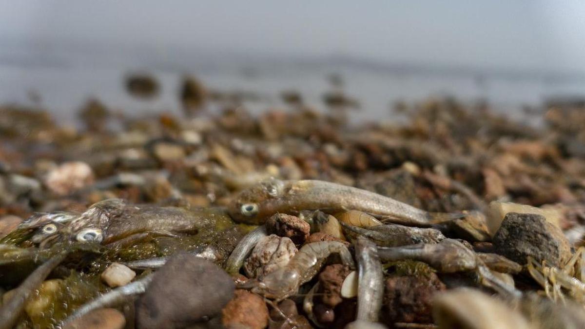 El Mar Menor, repleto de peces muertos en el quinto día consecutivo de mortandad.