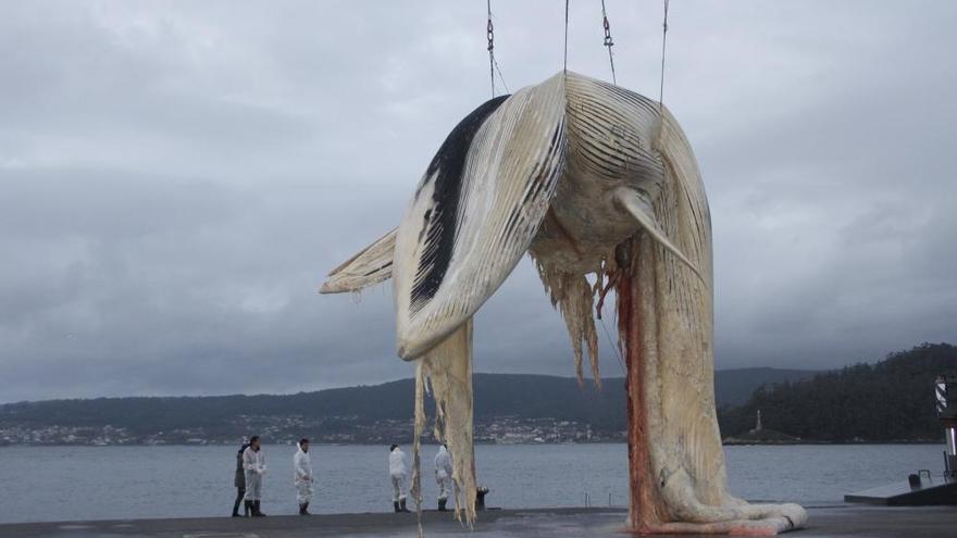 Retiran la ballena de 20 metros aparecida en Bueu
