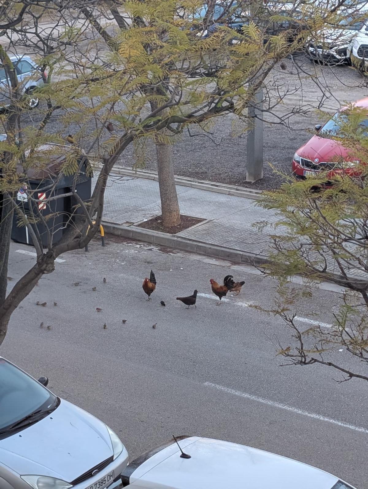 Una plaga de gallinas salvajes se expande en el Secar de la Real