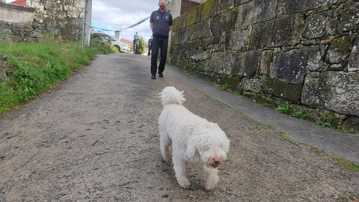 Dylan, uno de los perros adiestrados de la Guardia Civil que ha colaborado en este caso.