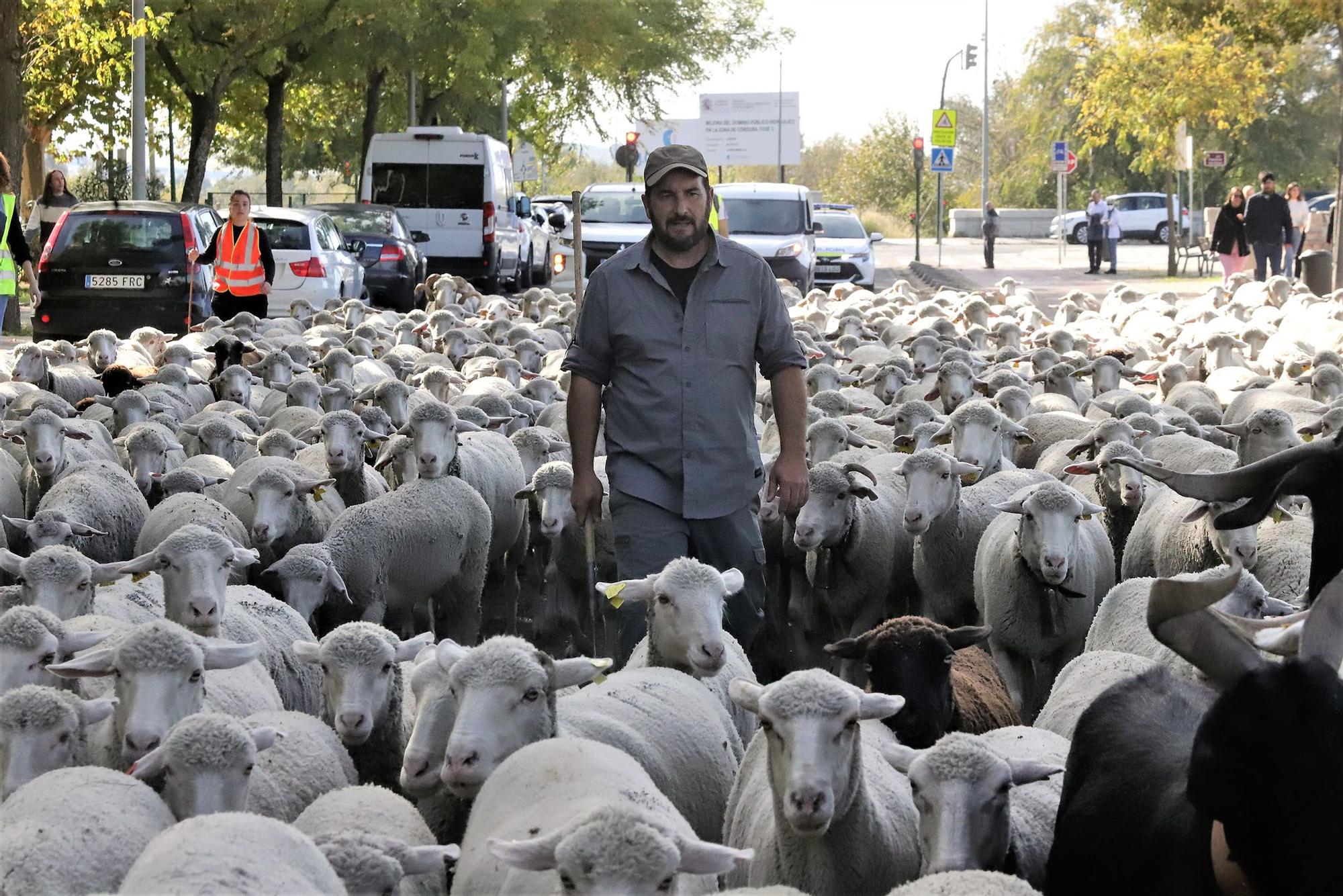 Trashumancia: Un rebaño de ovejas por la Calahorra