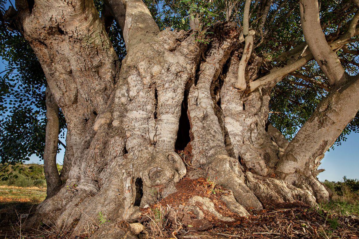 El jurado ha tenido en cuenta la singularidad del árbol, especialmente sus grandes dimensiones, con una altura de 10,5 metros, un perímetro del tronco a la base de 10,6 metros y un diámetro a la copa de 13,8 metros