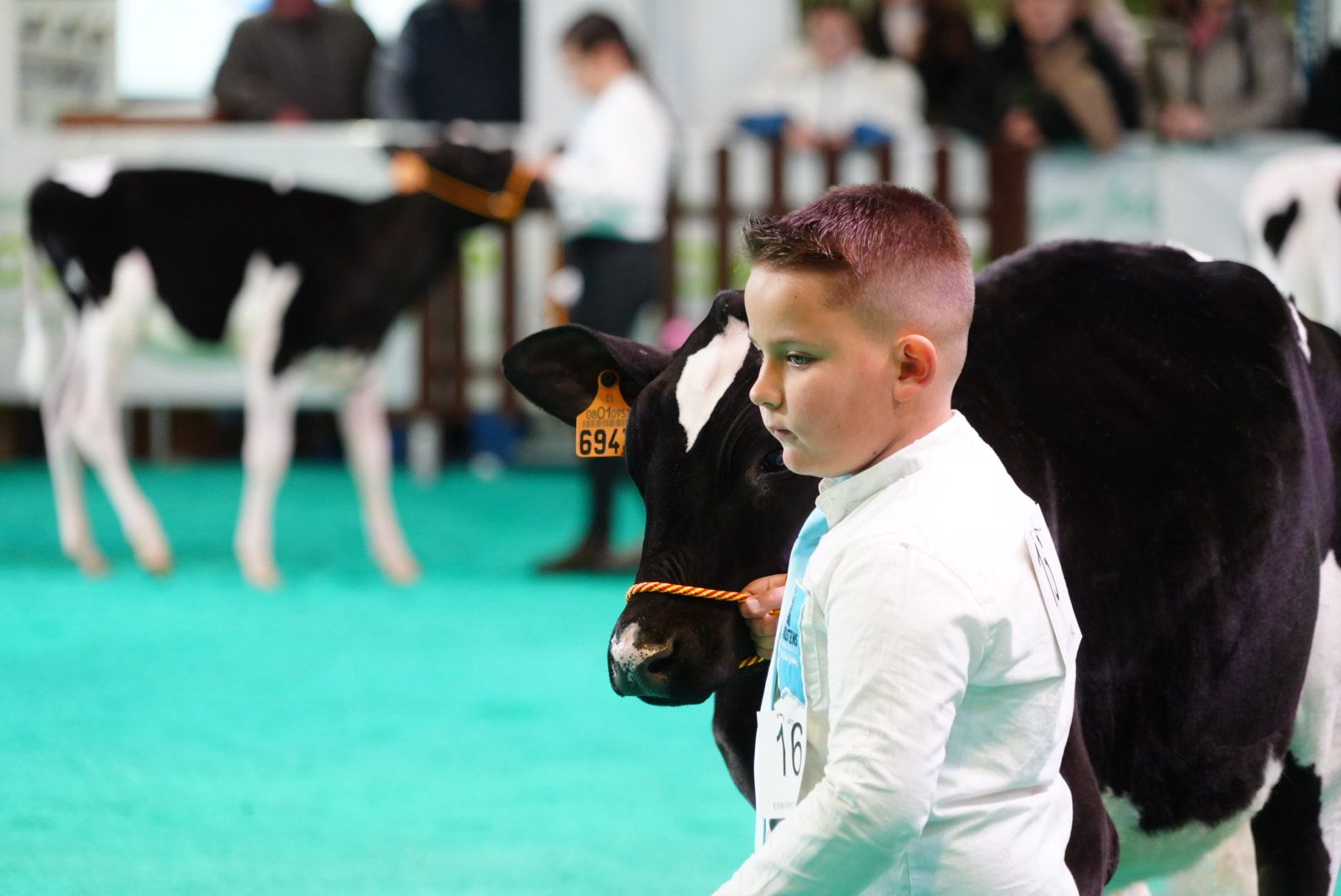El Concurso Morfológico 'Usías Holstein' de Dos Torres, en imágenes