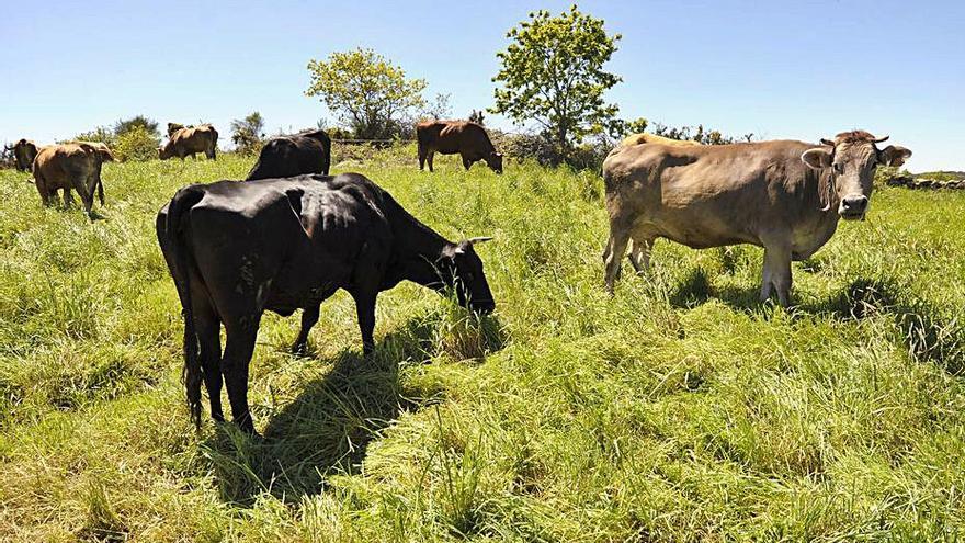 Vacas en una finca de la parroquia de Arnego. |  // BERNABÉ/JAVIER LALÍN