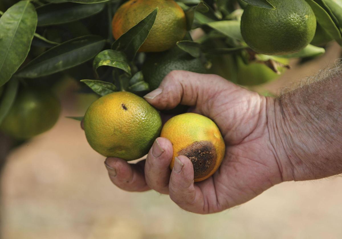 Un campo de naranjas.