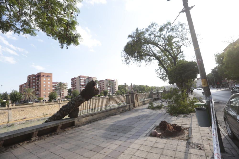 Una fuerte racha de viento hace caer una palmera