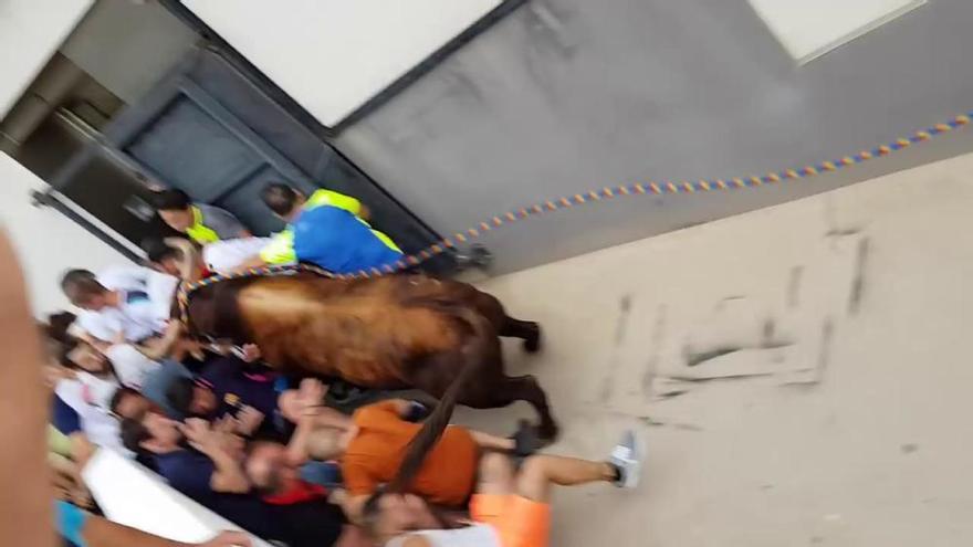 Cogida en el toro en cuerda de Chiva