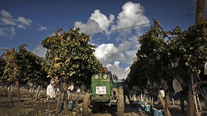 Un agricultor conduciendo su tractor en una finca de uva de mesa situada en Novelda