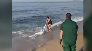 Muere un tiburón azul hallado en la playa de El Masnou