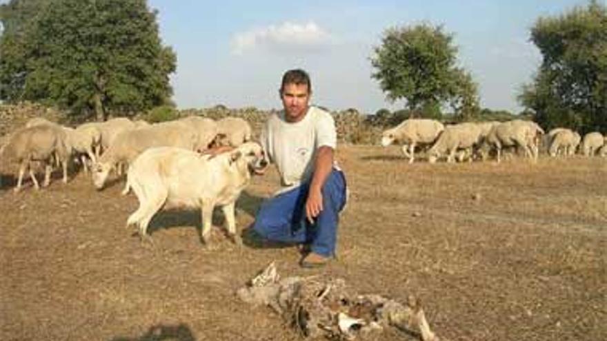 Queja de ganaderos tras varios ataques a ovejas de sus rebaños