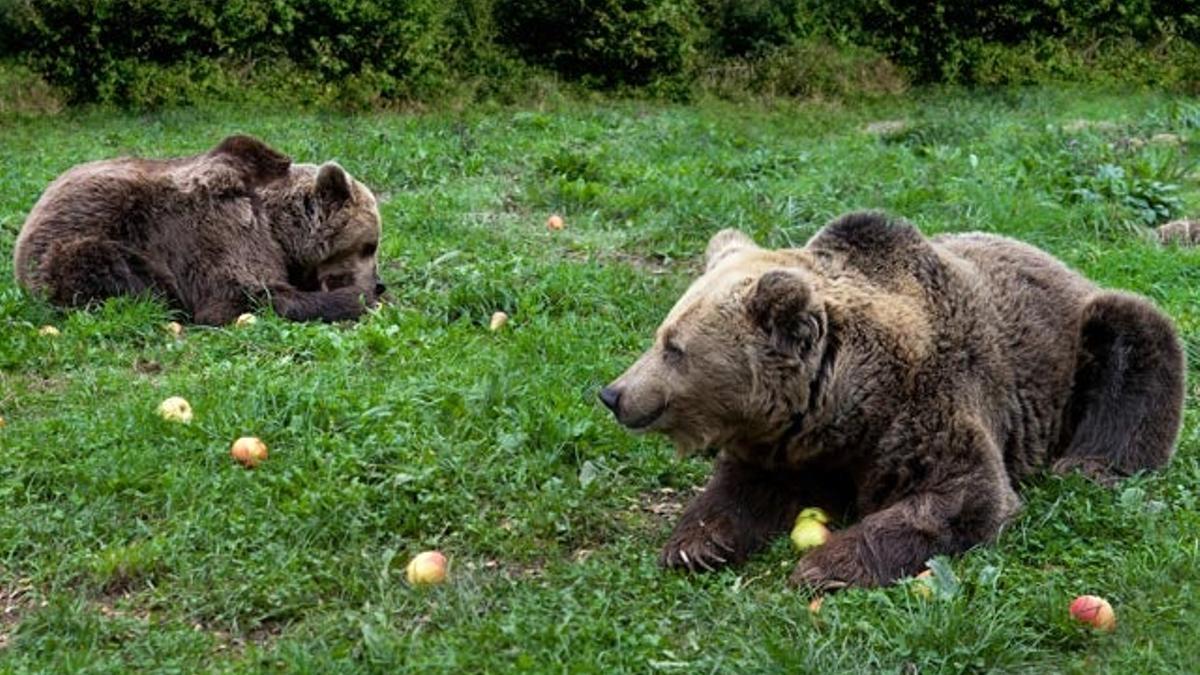 De osos pardos en las montañas asturianas