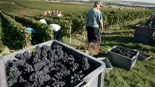 El atractivo de la vendimia francesa para 400 jornaleros cordobeses: "Condiciones, alojamiento, salarios y jornadas reguladas"
