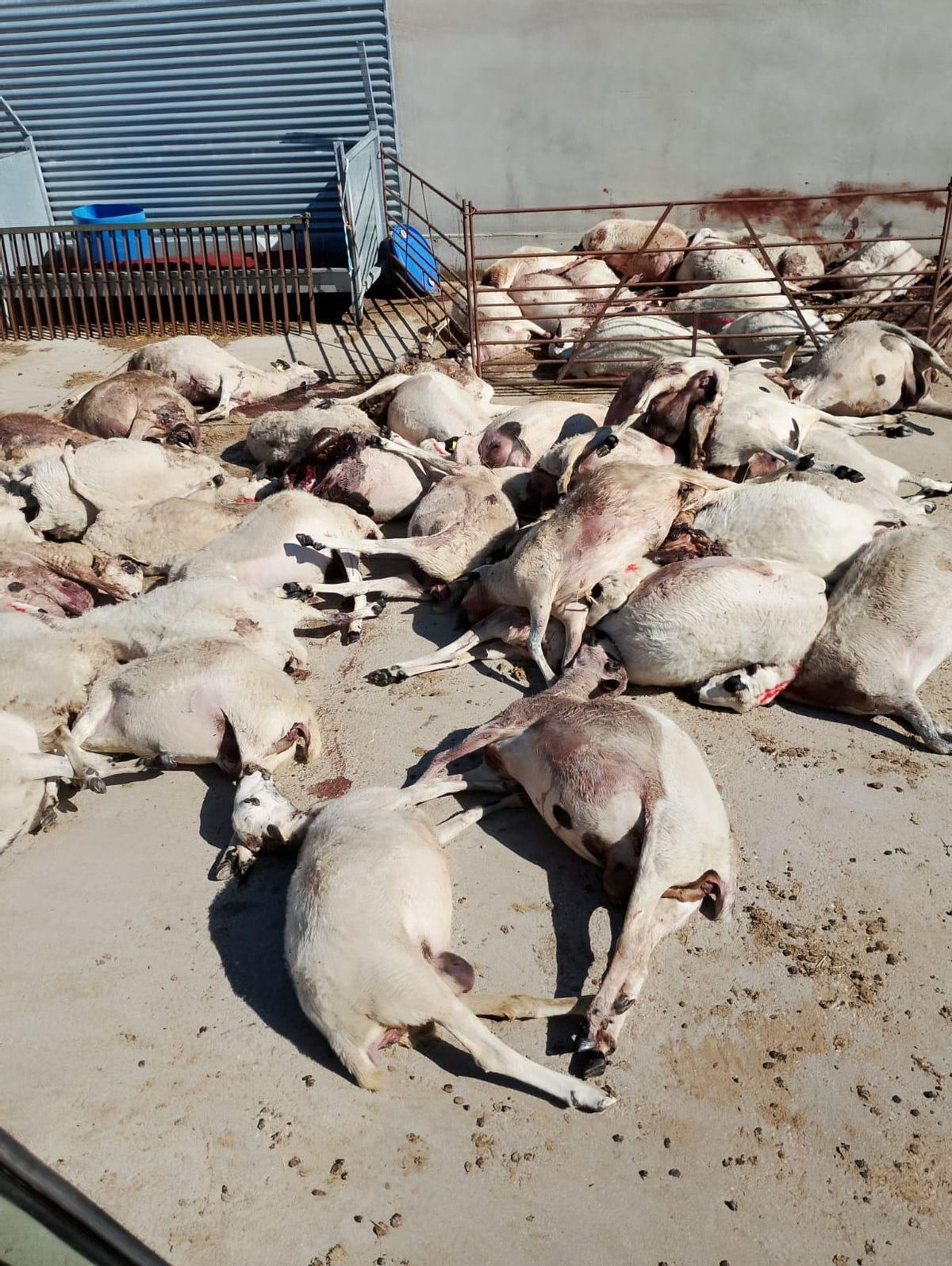 Ovejas muertas tras un ataque de lobos en Almeida de Sayago.