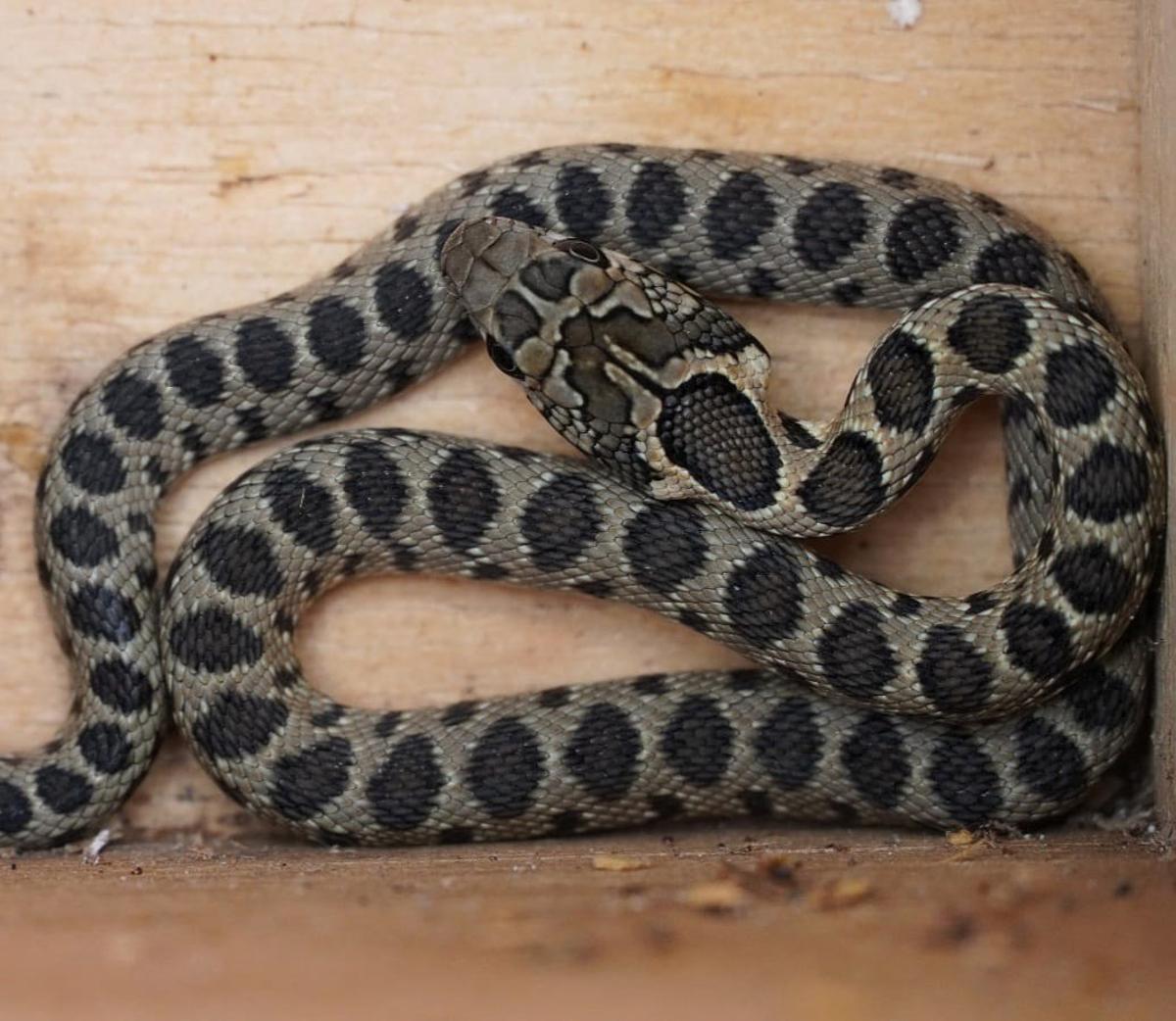 Serpiente invasora