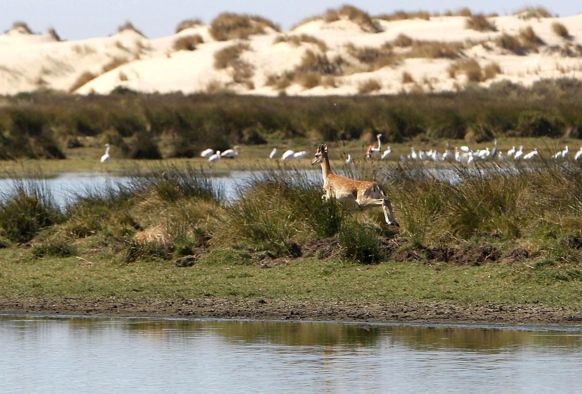 Imagen de archivo de la laguna de Santa Olalla, en pleno corazón de Doñana.