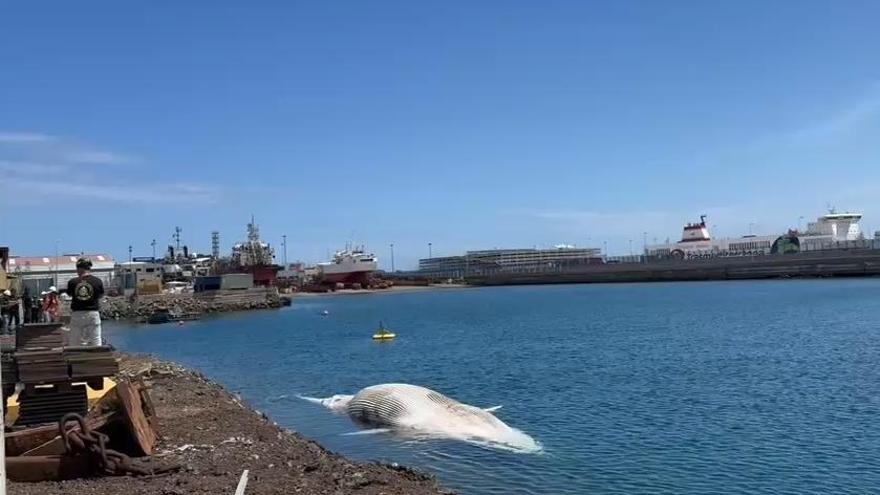Ballena muerta en el Puerto de Las Palmas
