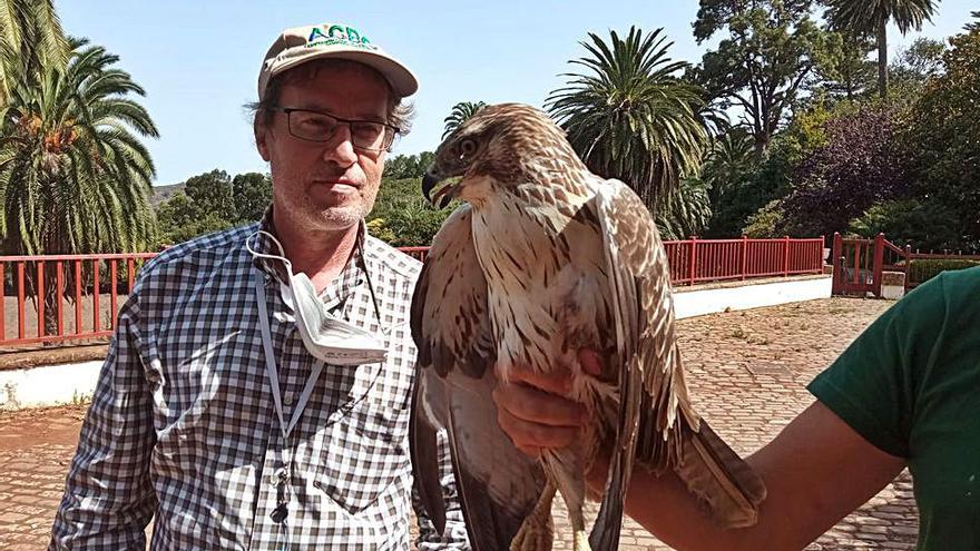 Una de las aguilillas liberadas ayer en la finca de Osorio. | | LP/DLP