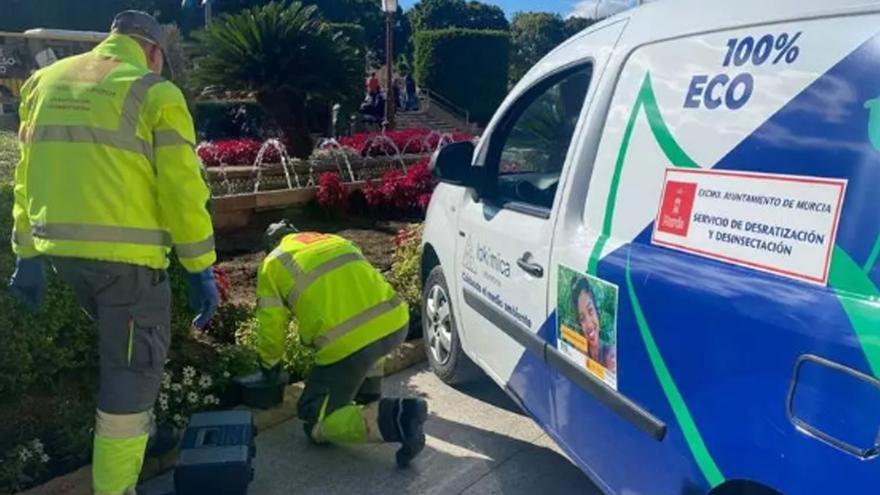 Los roedores 'mutan' a superratas en la Región de Murcia y los ayuntamientos refuerzan los tratamientos