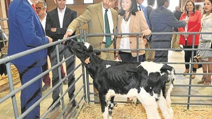 11 ganaderías con 62 ejemplares participan en el concurso de vacuno de leche