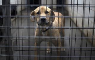 La mitad de perros y gatos recogidos por protectoras fueron adoptados en 2021