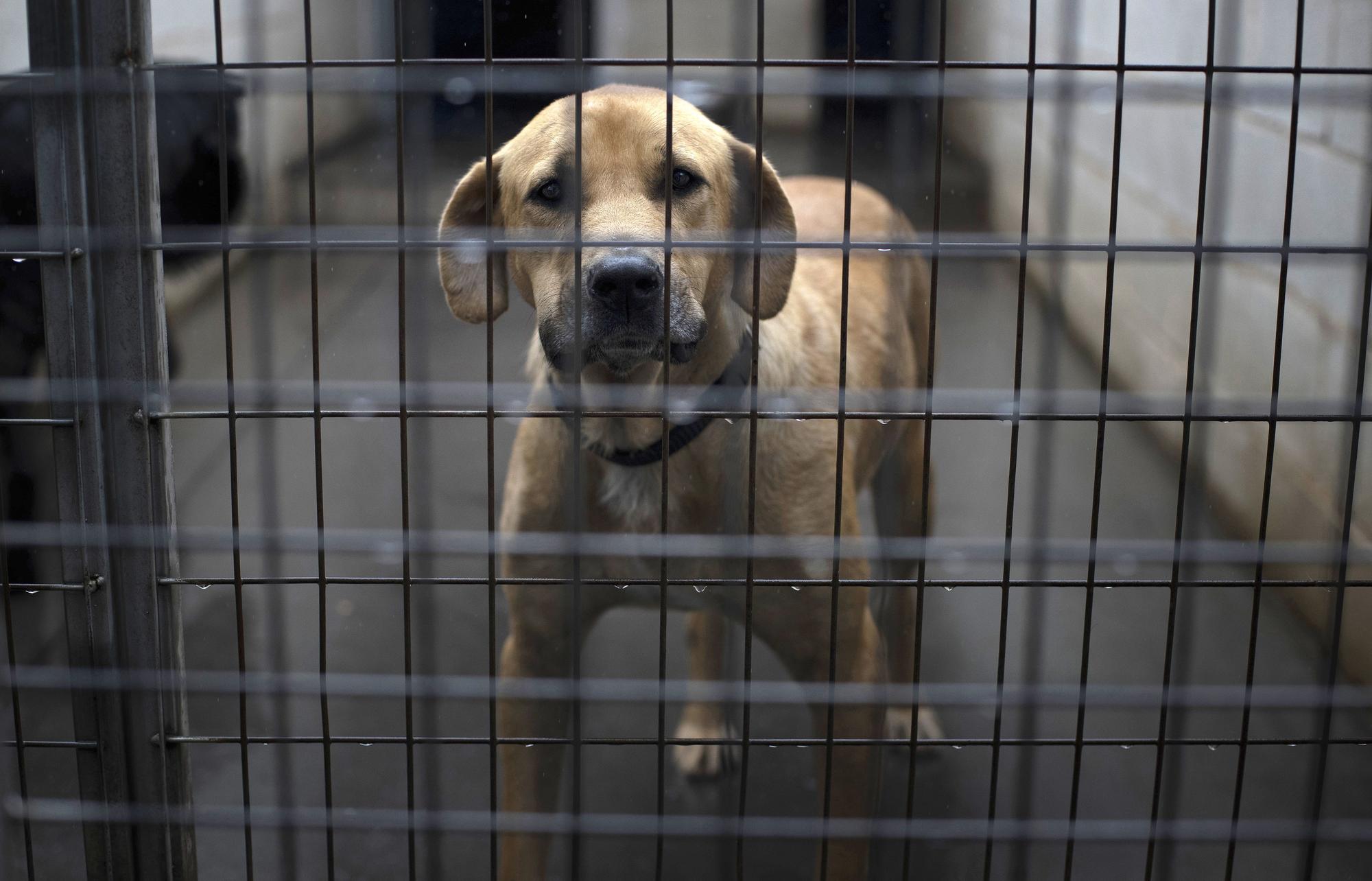 Abandono animal | La mitad de perros y gatos recogidos por protectoras  fueron adoptados en 2021