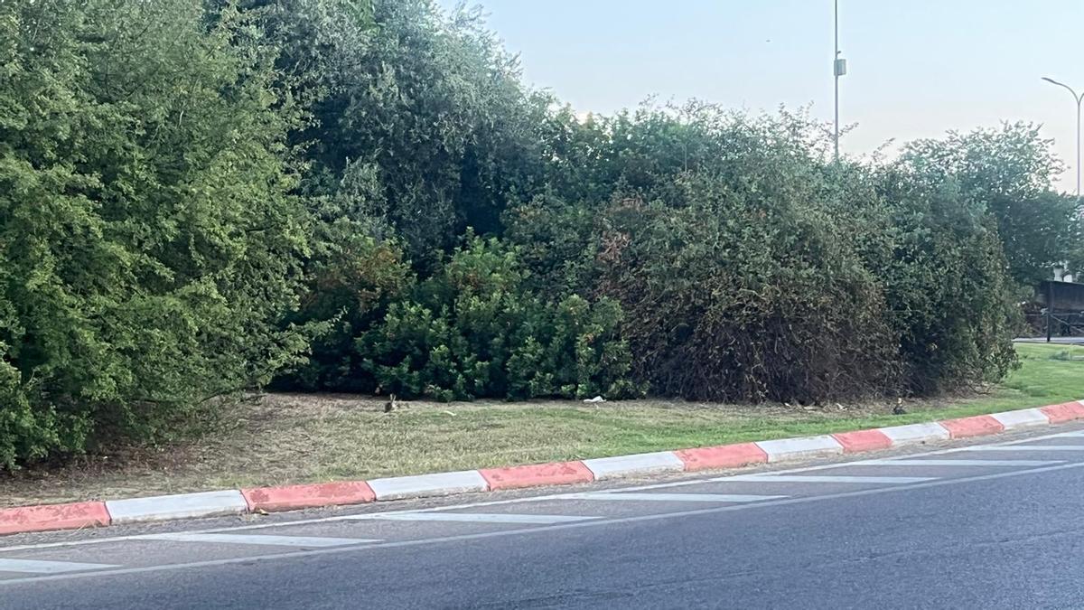 Vídeo | Así están los conejos de la rotonda de Pinilla en Cáceres