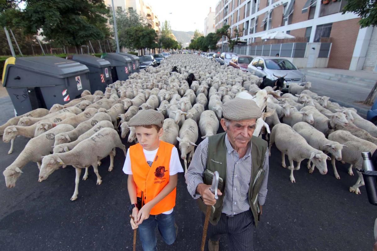 Las ovejas, a su paso por Córdoba