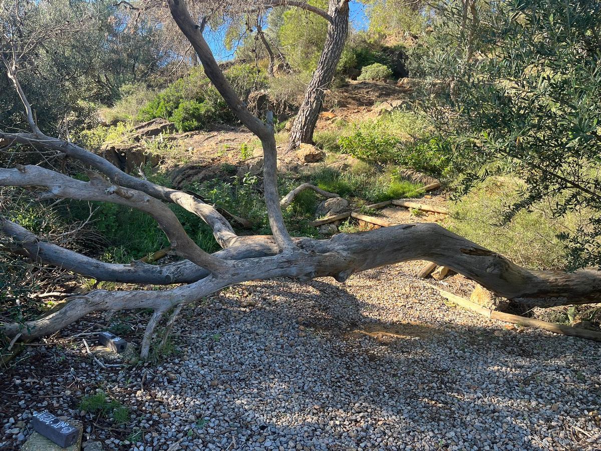 Árbol caido en la senda.