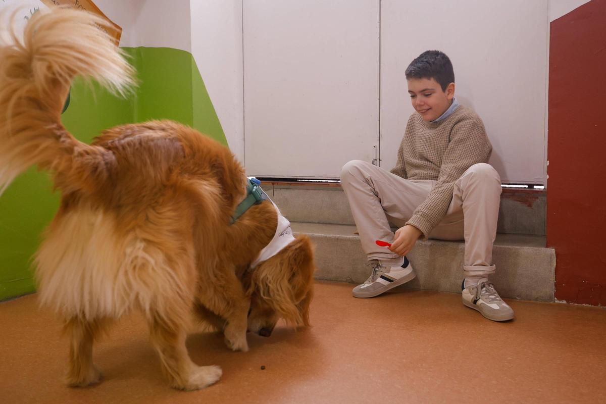 Toby es un perro preparado para la asistencia.
