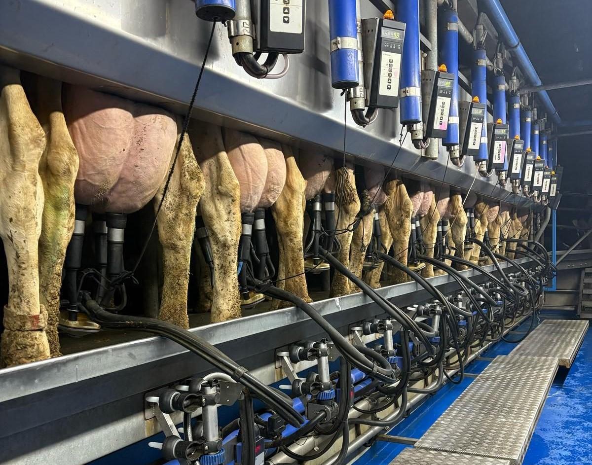 El ordeño es el trabajo más sensible de la granja