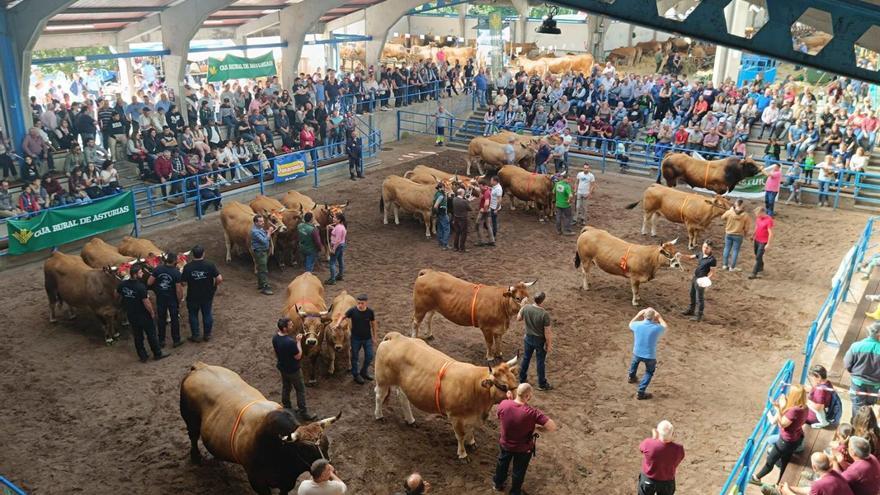 Panorámica de la entrega de premios a las mejores reses del concurso de raza.