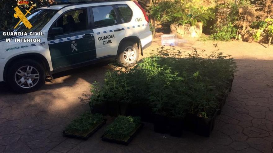 La Guardia Civil desmantela una plantación de marihuana