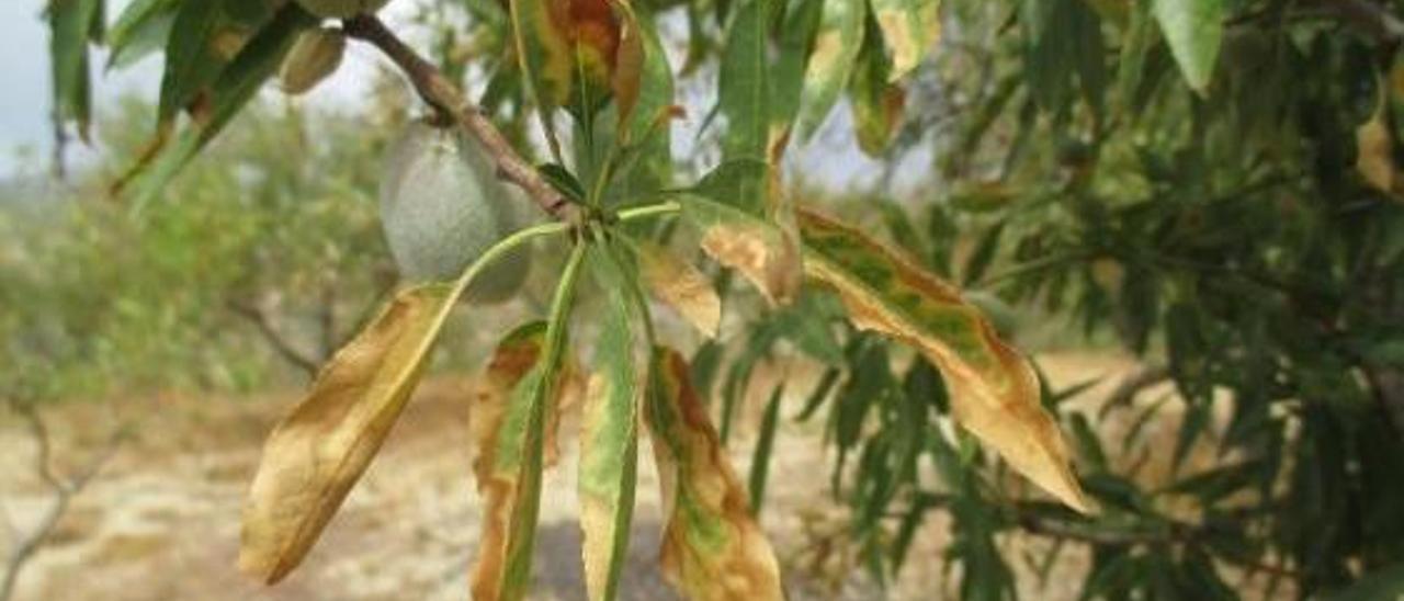 Explotación de almendros con «Xylella» en Alicante.