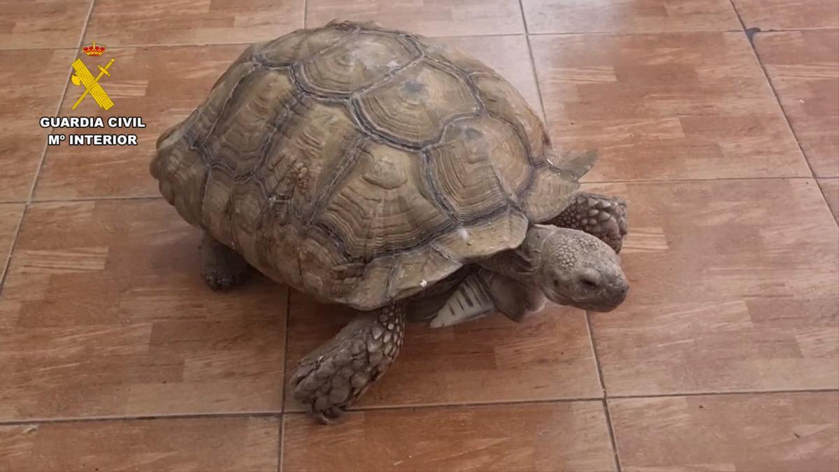 Imagen de una especie encontrada